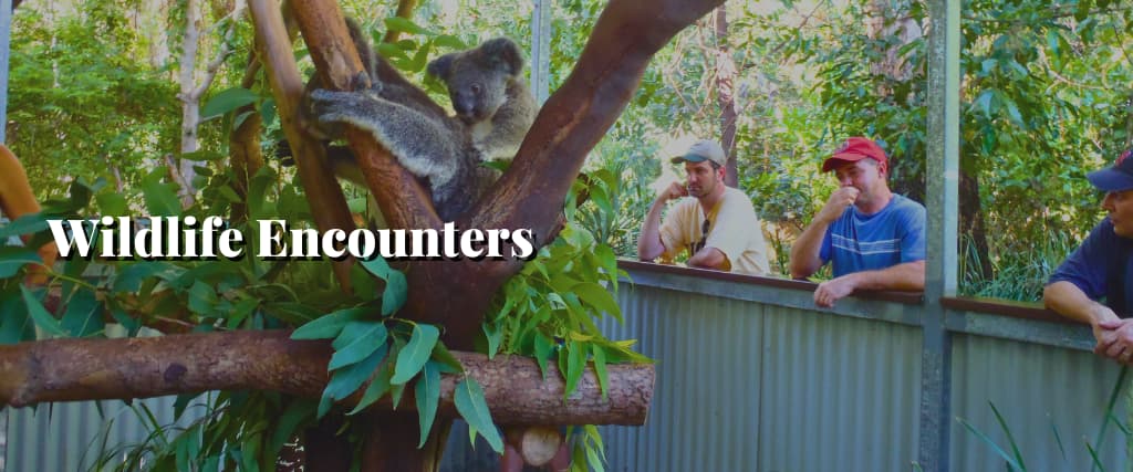 Wildlife Encounters