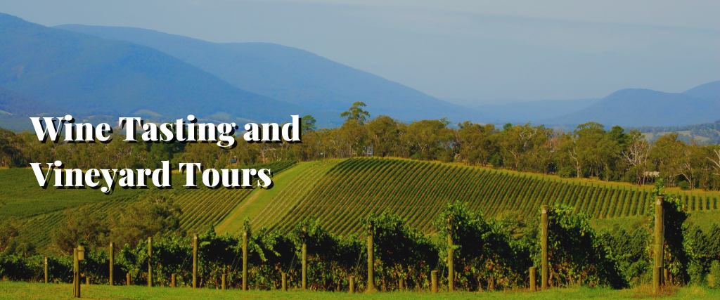 Wine Tasting and Vineyard Tours