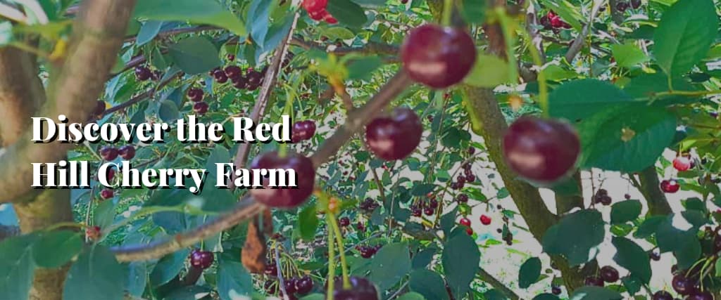 Discover the Red Hill Cherry Farm