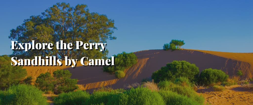 Explore the Perry Sandhills by Camel