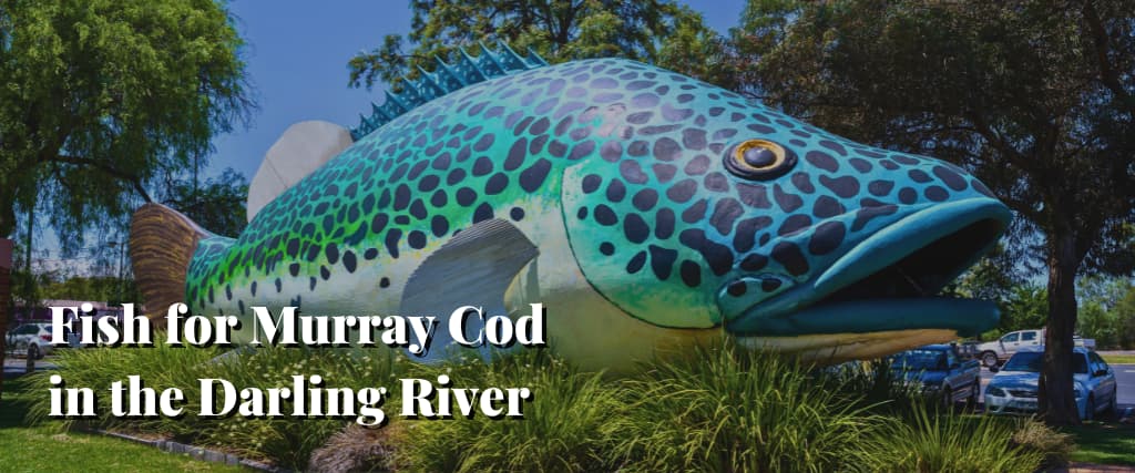 Fish for Murray Cod in the Darling River