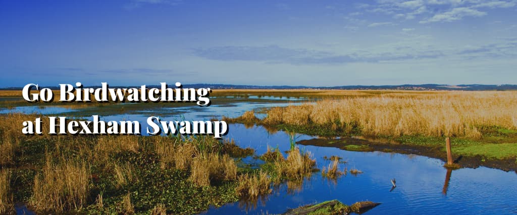 Go Birdwatching at Hexham Swamp