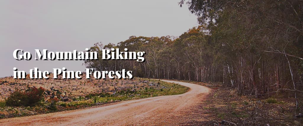 Go Mountain Biking in the Pine Forests