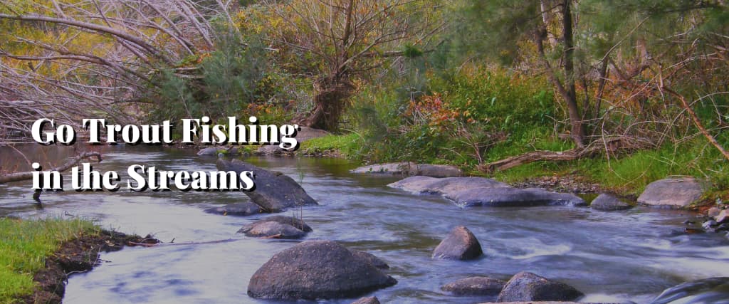 Go Trout Fishing in the Streams