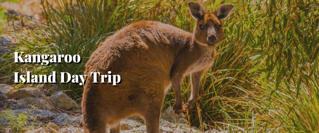 Kangaroo Island Day Trip