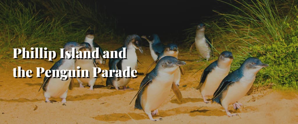 Phillip Island and the Penguin Parade