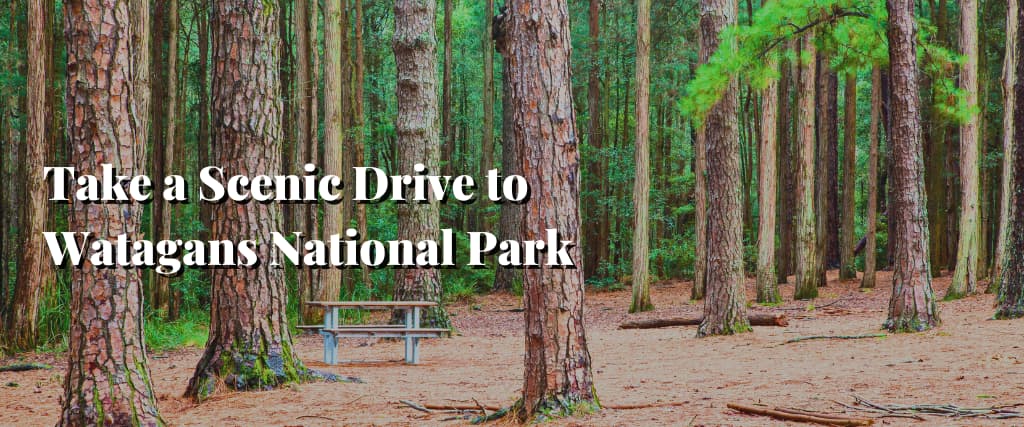 Take a Scenic Drive to Watagans National Park 1
