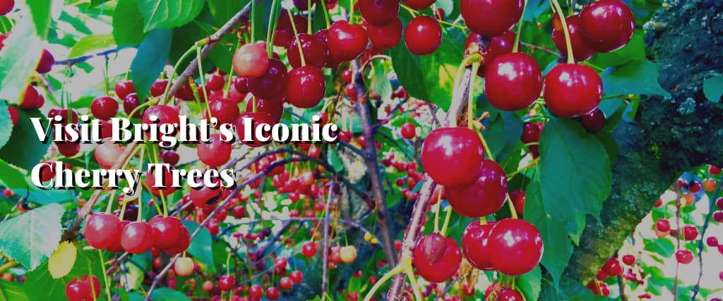 Visit Bright’s Iconic Cherry Trees