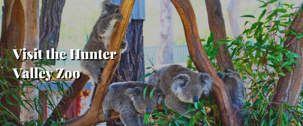 Visit the Hunter Valley Zoo
