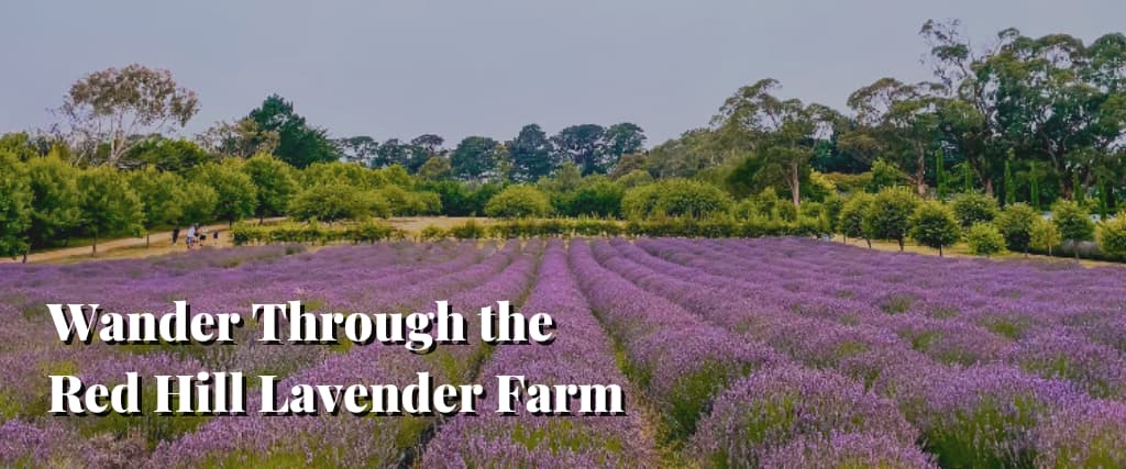 Wander Through the Red Hill Lavender Farm