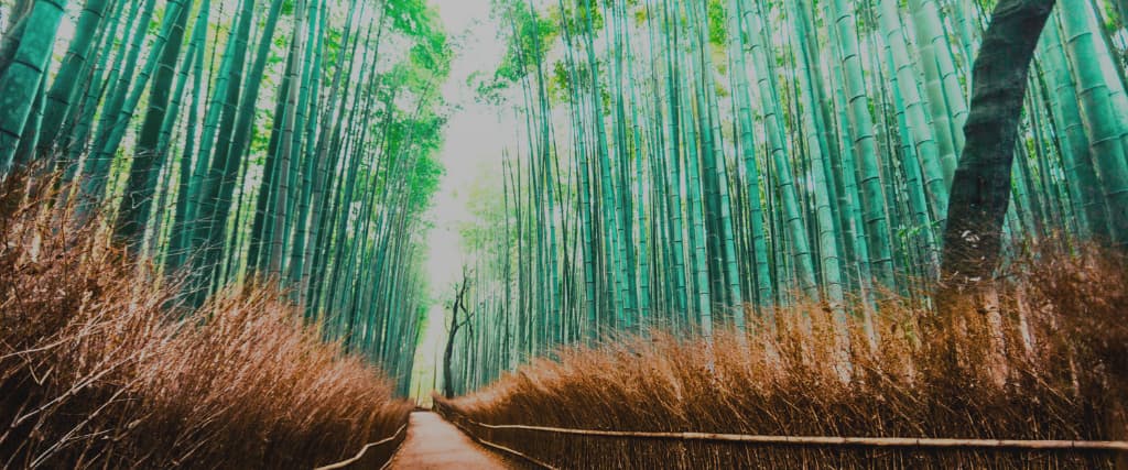 3. Immerse Yourself in the Arashiyama Bamboo Grove